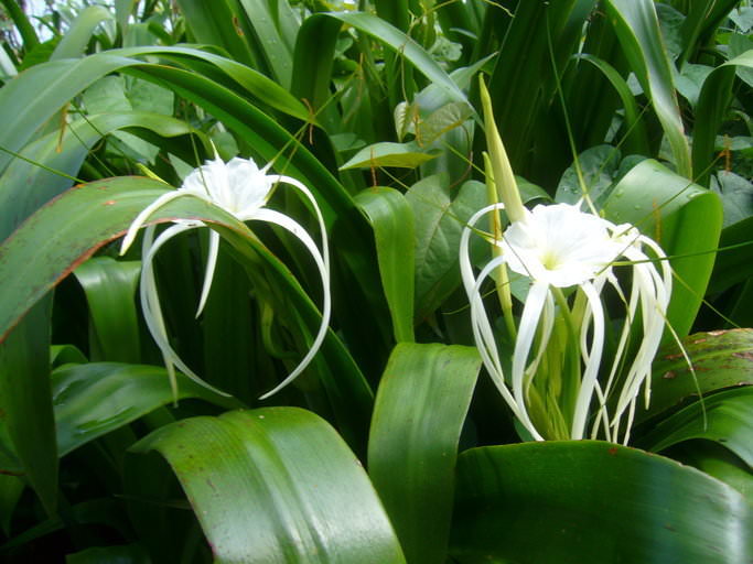 Hymenocallis littoralis